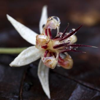 Cacao flower